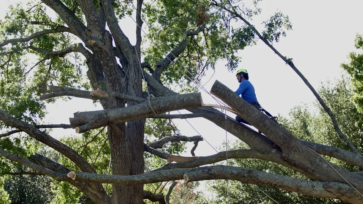 Professional Hazardous Tree Removal performed by certified arborists in Brandon